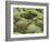 Moss Cushion, Lava Field 'Eldhraun', South Iceland, Iceland-Rainer Mirau-Framed Photographic Print