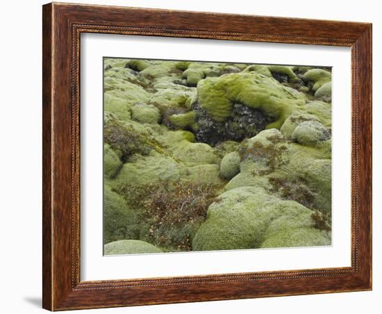 Moss Cushion, Lava Field 'Eldhraun', South Iceland, Iceland-Rainer Mirau-Framed Photographic Print