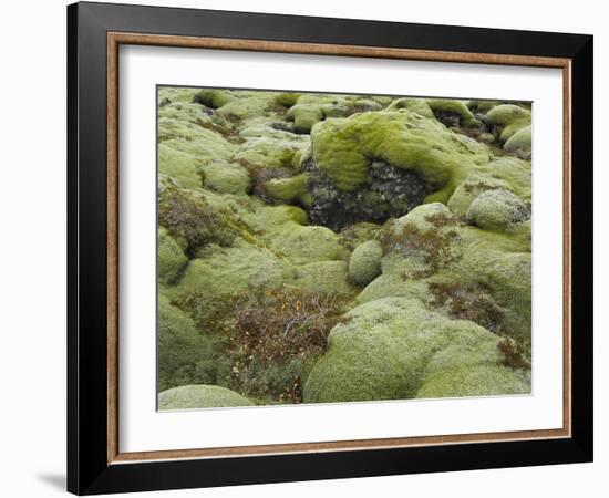 Moss Cushion, Lava Field 'Eldhraun', South Iceland, Iceland-Rainer Mirau-Framed Photographic Print
