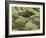 Moss Cushion, Lava Field 'Eldhraun', South Iceland, Iceland-Rainer Mirau-Framed Photographic Print