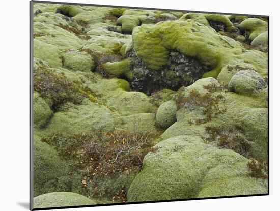 Moss Cushion, Lava Field 'Eldhraun', South Iceland, Iceland-Rainer Mirau-Mounted Photographic Print