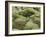 Moss Cushion, Lava Field 'Eldhraun', South Iceland, Iceland-Rainer Mirau-Framed Photographic Print