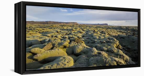 Moss Cushion on a Lava Field, Near Kirkjubaerklaustur, Eldhraun, South Iceland, Iceland-Rainer Mirau-Framed Premier Image Canvas