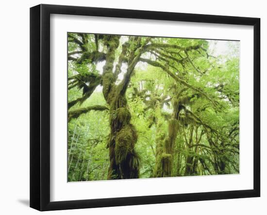 Moss Growing from Trees in a Rainforest, Olympic National Park, Washington, USA-Christopher Talbot Frank-Framed Photographic Print