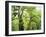 Moss Growing from Trees in a Rainforest, Olympic National Park, Washington, USA-Christopher Talbot Frank-Framed Photographic Print