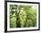 Moss Growing from Trees in a Rainforest, Olympic National Park, Washington, USA-Christopher Talbot Frank-Framed Photographic Print