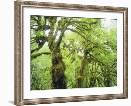 Moss Growing from Trees in a Rainforest, Olympic National Park, Washington, USA-Christopher Talbot Frank-Framed Photographic Print