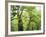 Moss Growing from Trees in a Rainforest, Olympic National Park, Washington, USA-Christopher Talbot Frank-Framed Photographic Print