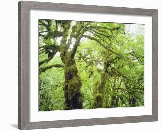 Moss Growing from Trees in a Rainforest, Olympic National Park, Washington, USA-Christopher Talbot Frank-Framed Photographic Print