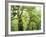 Moss Growing from Trees in a Rainforest, Olympic National Park, Washington, USA-Christopher Talbot Frank-Framed Photographic Print