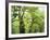 Moss Growing from Trees in a Rainforest, Olympic National Park, Washington, USA-Christopher Talbot Frank-Framed Photographic Print