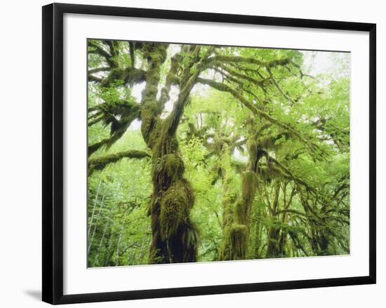 Moss Growing from Trees in a Rainforest, Olympic National Park, Washington, USA-Christopher Talbot Frank-Framed Photographic Print