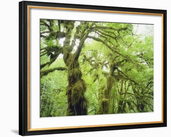 Moss Growing from Trees in a Rainforest, Olympic National Park, Washington, USA-Christopher Talbot Frank-Framed Photographic Print