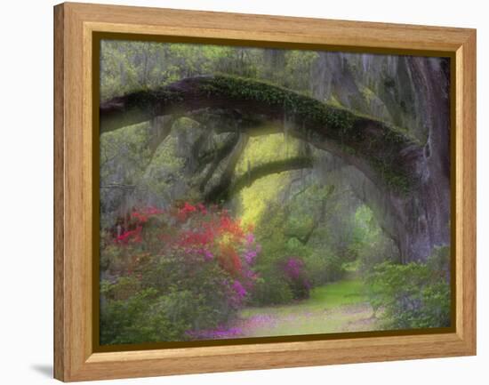 Moss-Laden Live Oak Tree, Magnolia Gardens, South Carolina, USA-Nancy Rotenberg-Framed Premier Image Canvas