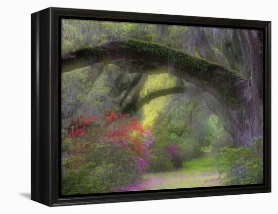 Moss-Laden Live Oak Tree, Magnolia Gardens, South Carolina, USA-Nancy Rotenberg-Framed Premier Image Canvas