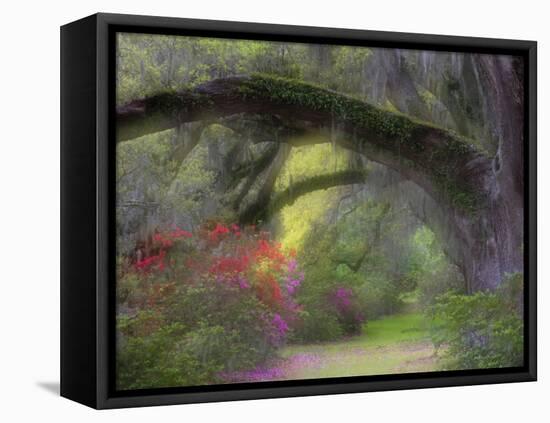 Moss-Laden Live Oak Tree, Magnolia Gardens, South Carolina, USA-Nancy Rotenberg-Framed Premier Image Canvas