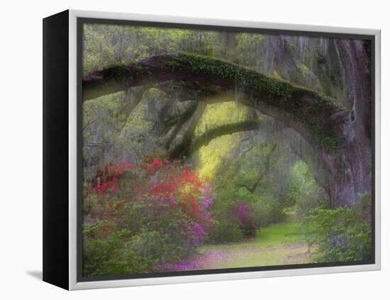 Moss-Laden Live Oak Tree, Magnolia Gardens, South Carolina, USA-Nancy Rotenberg-Framed Premier Image Canvas