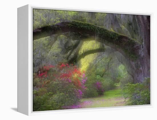 Moss-Laden Live Oak Tree, Magnolia Gardens, South Carolina, USA-Nancy Rotenberg-Framed Premier Image Canvas