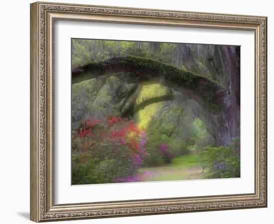 Moss-Laden Live Oak Tree, Magnolia Gardens, South Carolina, USA-Nancy Rotenberg-Framed Photographic Print