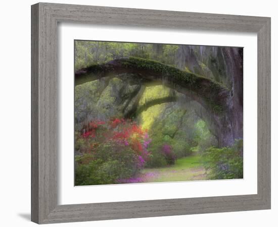 Moss-Laden Live Oak Tree, Magnolia Gardens, South Carolina, USA-Nancy Rotenberg-Framed Photographic Print