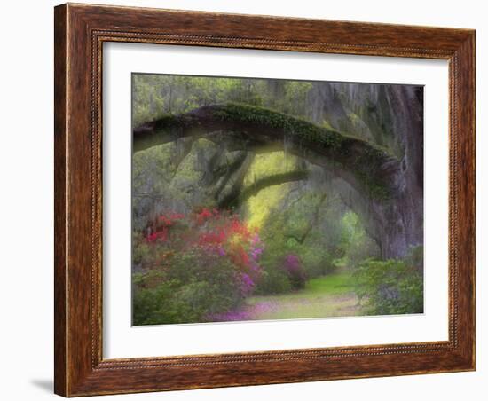 Moss-Laden Live Oak Tree, Magnolia Gardens, South Carolina, USA-Nancy Rotenberg-Framed Photographic Print