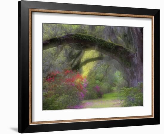 Moss-Laden Live Oak Tree, Magnolia Gardens, South Carolina, USA-Nancy Rotenberg-Framed Photographic Print