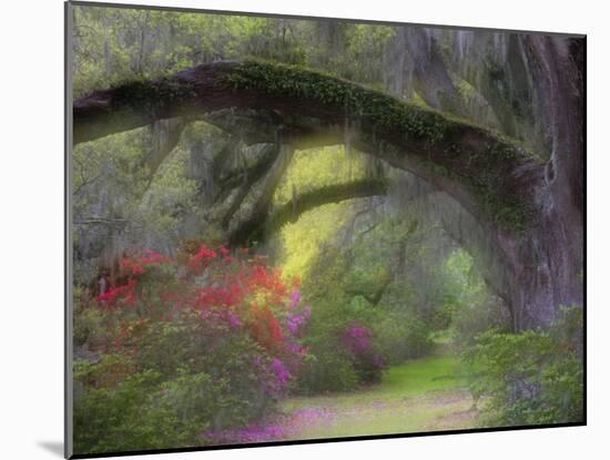 Moss-Laden Live Oak Tree, Magnolia Gardens, South Carolina, USA-Nancy Rotenberg-Mounted Photographic Print
