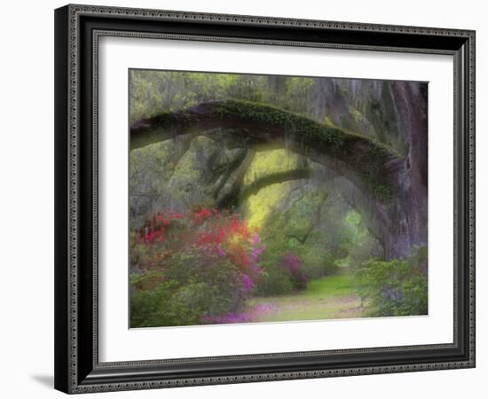 Moss-Laden Live Oak Tree, Magnolia Gardens, South Carolina, USA-Nancy Rotenberg-Framed Photographic Print