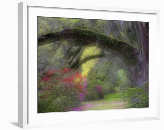 Moss-Laden Live Oak Tree, Magnolia Gardens, South Carolina, USA-Nancy Rotenberg-Framed Photographic Print