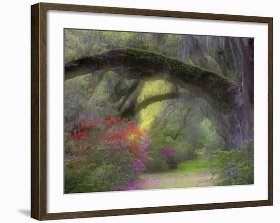 Moss-Laden Live Oak Tree, Magnolia Gardens, South Carolina, USA-Nancy Rotenberg-Framed Photographic Print