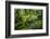 Moss Overgrowing Trees Along a Path-Michael Runkel-Framed Photographic Print