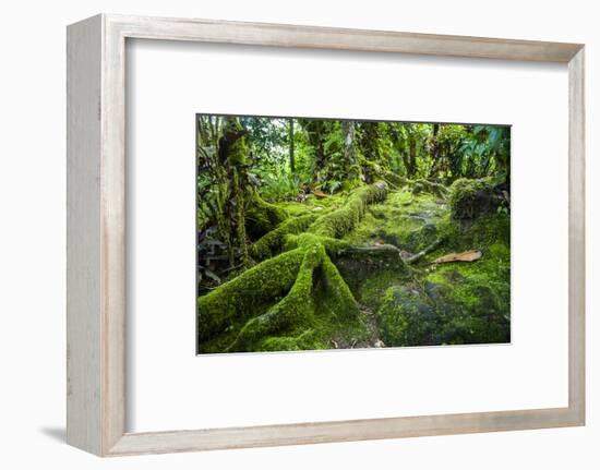 Moss Overgrowing Trees Along a Path-Michael Runkel-Framed Photographic Print