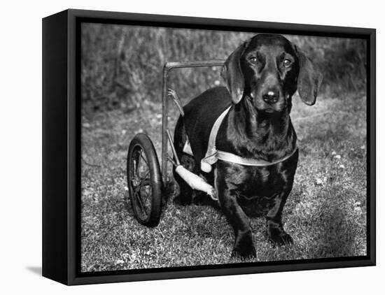 Moss the Dashshund in a Canine Wheelchair with the Slipped Disc, June 1960-null-Framed Premier Image Canvas