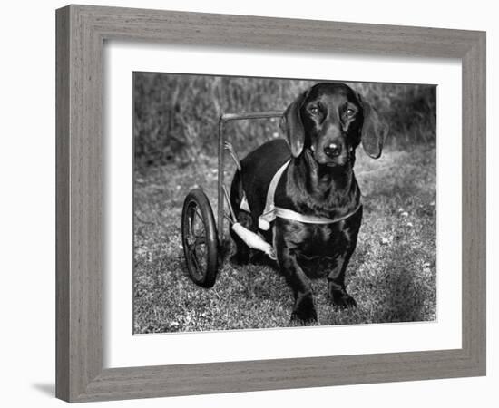 Moss the Dashshund in a Canine Wheelchair with the Slipped Disc, June 1960-null-Framed Photographic Print