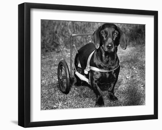 Moss the Dashshund in a Canine Wheelchair with the Slipped Disc, June 1960-null-Framed Photographic Print