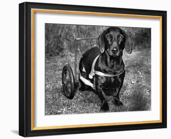 Moss the Dashshund in a Canine Wheelchair with the Slipped Disc, June 1960-null-Framed Photographic Print