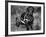 Moss the Dashshund in a Canine Wheelchair with the Slipped Disc, June 1960-null-Framed Photographic Print