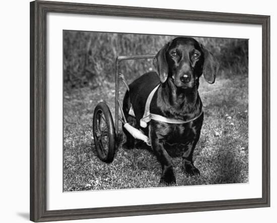 Moss the Dashshund in a Canine Wheelchair with the Slipped Disc, June 1960-null-Framed Photographic Print