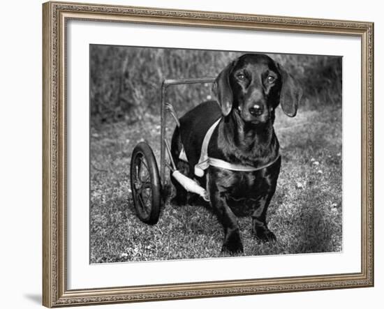 Moss the Dashshund in a Canine Wheelchair with the Slipped Disc, June 1960-null-Framed Photographic Print