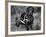 Moss the Dashshund in a Canine Wheelchair with the Slipped Disc, June 1960-null-Framed Photographic Print