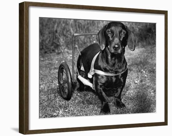 Moss the Dashshund in a Canine Wheelchair with the Slipped Disc, June 1960--Framed Photographic Print