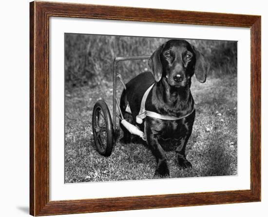 Moss the Dashshund in a Canine Wheelchair with the Slipped Disc, June 1960-null-Framed Photographic Print