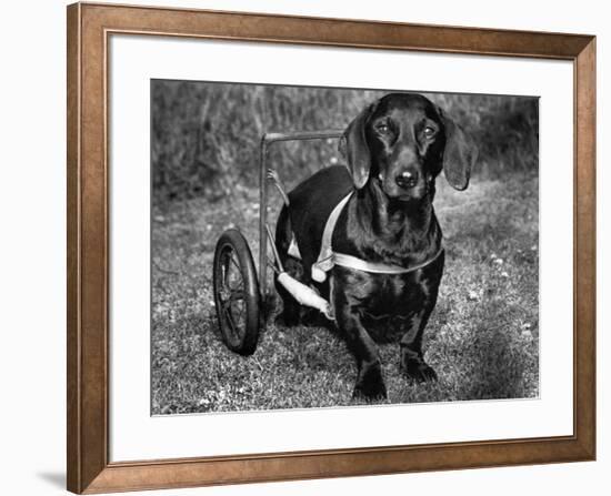 Moss the Dashshund in a Canine Wheelchair with the Slipped Disc, June 1960-null-Framed Photographic Print