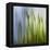 Moss-Ursula Abresch-Framed Premier Image Canvas