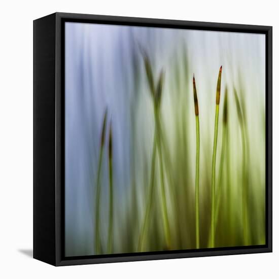 Moss-Ursula Abresch-Framed Premier Image Canvas