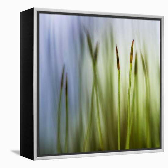 Moss-Ursula Abresch-Framed Premier Image Canvas