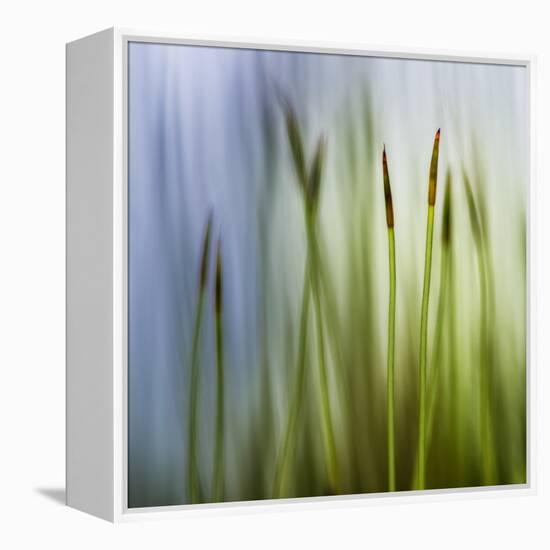 Moss-Ursula Abresch-Framed Premier Image Canvas