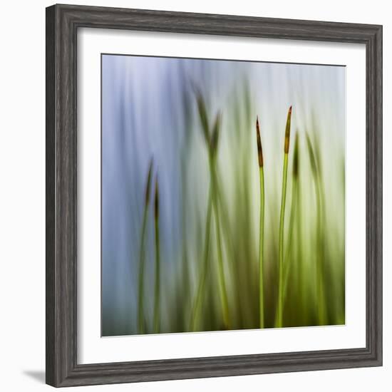 Moss-Ursula Abresch-Framed Photographic Print