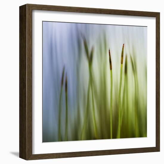 Moss-Ursula Abresch-Framed Photographic Print