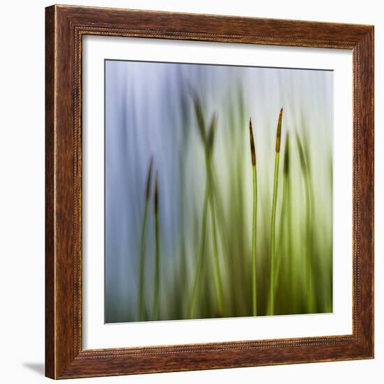 Moss-Ursula Abresch-Framed Photographic Print